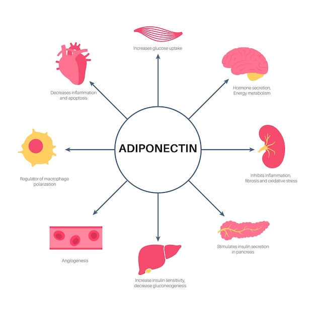 Ilustração de infográfico de hormônio adiponectina tecido adiposo em células de adipócitos do corpo humano