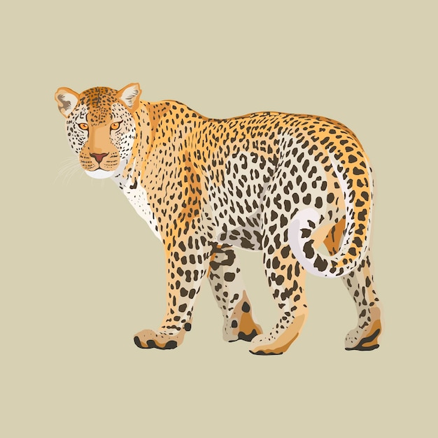 Ilustração de leopardo clipart safari vetor de animais selvagens