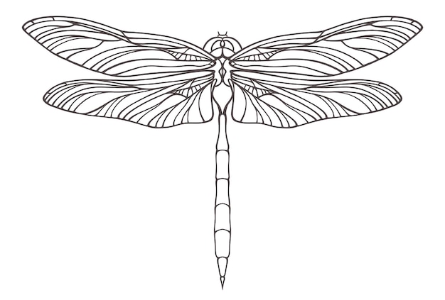 Ilustração de libélula desenhada à mão isolada