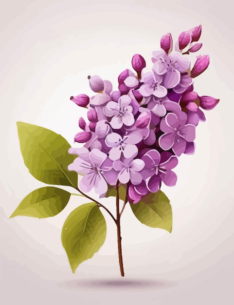 Ilustração de lilas