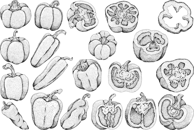 Ilustração de linhas desenhadas à mão de diferentes tipos de pimenta