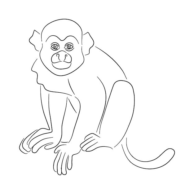 Vetor ilustração de macaco-esquilo em estilo doodle vetor isolado em um fundo branco