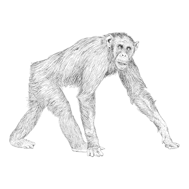 Ilustração de macaco na mão desenhada estilo