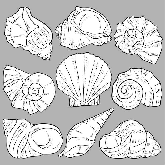 Ilustração de mão desenhada de conchas.