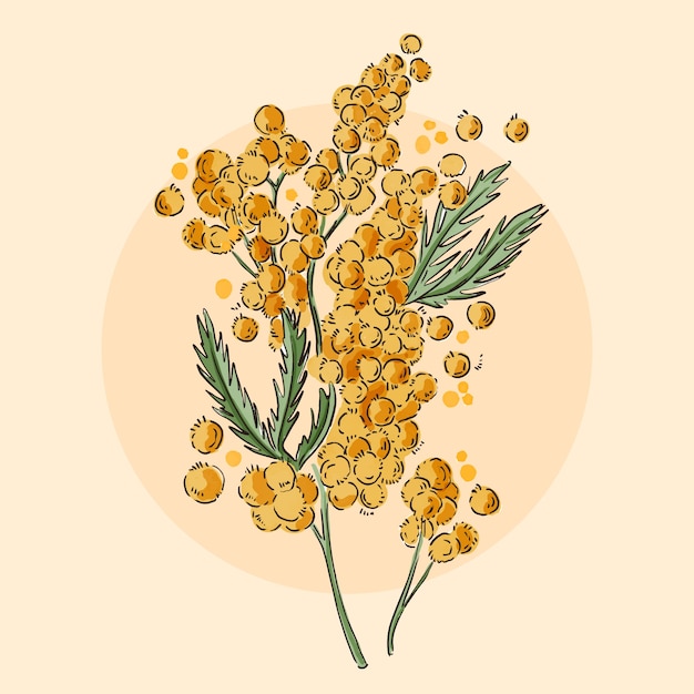 Ilustração de mimosa em aquarela