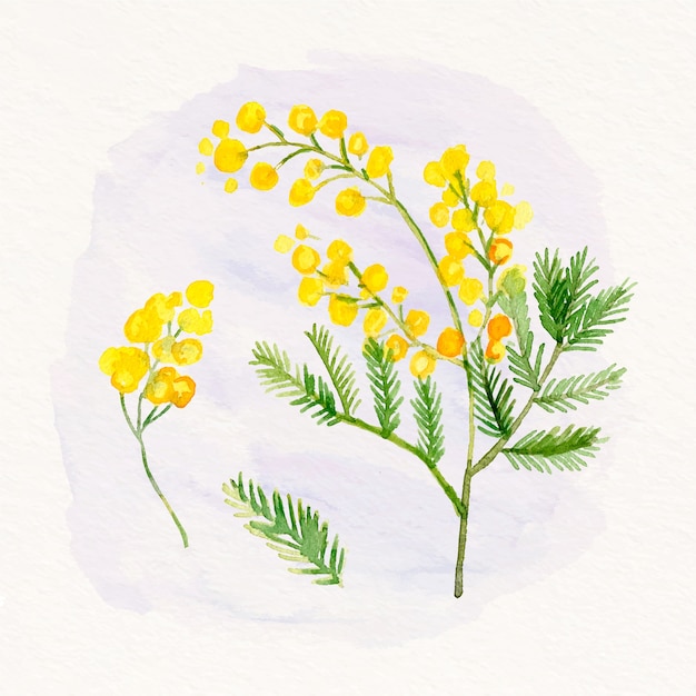 Vetor ilustração de mimosa em aquarela