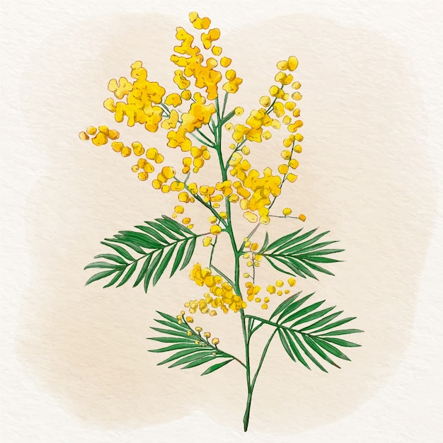 Vetor ilustração de mimosa em aquarela