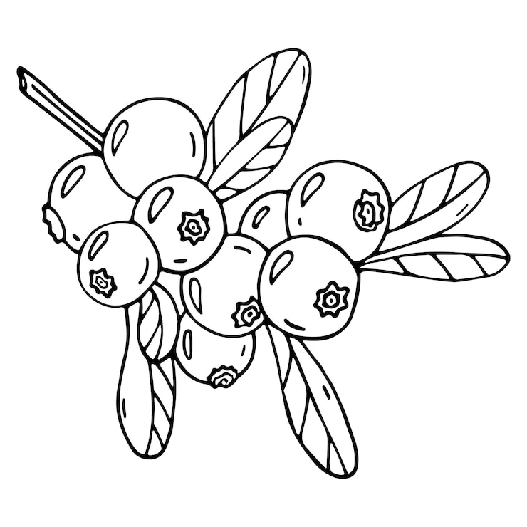Vetor ilustração de mirtilo doodle