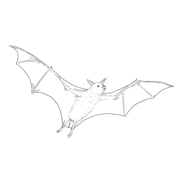 Ilustração de morcego desenhada à mão por vetor