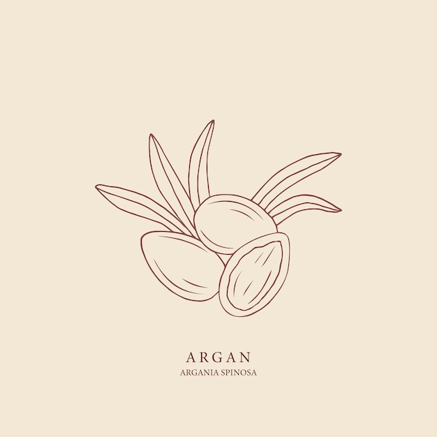 Ilustração de noz de argan de arte de linha