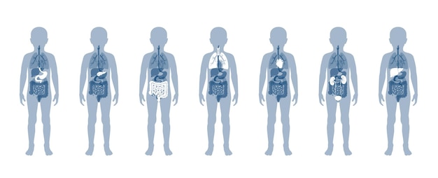 Ilustração de órgãos internos da criança no corpo do menino