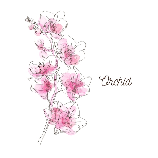 Vetor ilustração de orquídea rosa em fundo branco