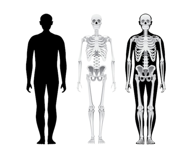 Vetor ilustração de ossos de crânio de pessoa do sexo masculino anatomia do corpo humano isolado no branco