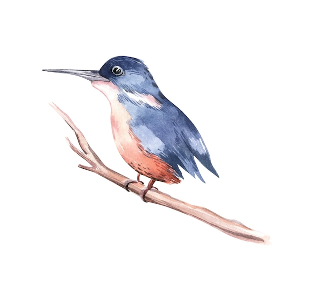Ilustração de pássaro aquarela Vida selvagem da Austrália Perfeito para cartazes impressões de cartões