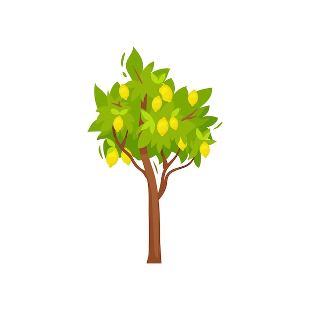 Ilustração de pequena árvore com limões maduros e folhagem verde frutas cítricas amarelas alimentos doces naturais produto orgânico planta agrícola colorido design vetorial plano isolado em fundo branco