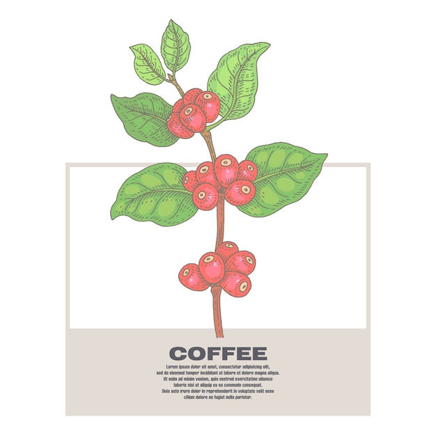 Ilustração de plantas de café.