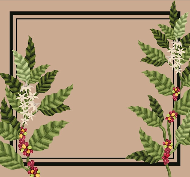 Ilustração de plantas de café