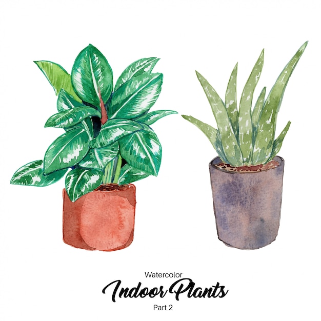 Ilustração de plantas de interior em aquarela