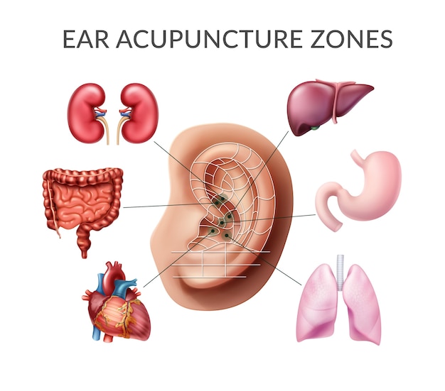 Vetor ilustração de pontos de acupuntura na orelha