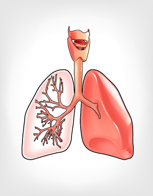 Vetor ilustração de pulmões detalhados em imagens tridimensionais