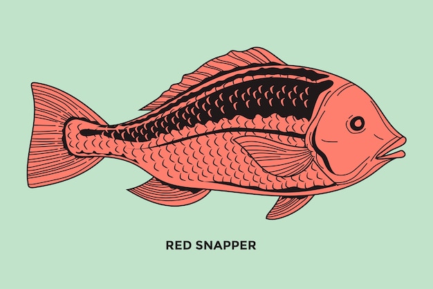 Ilustração de red snapper fish com traço otimizado