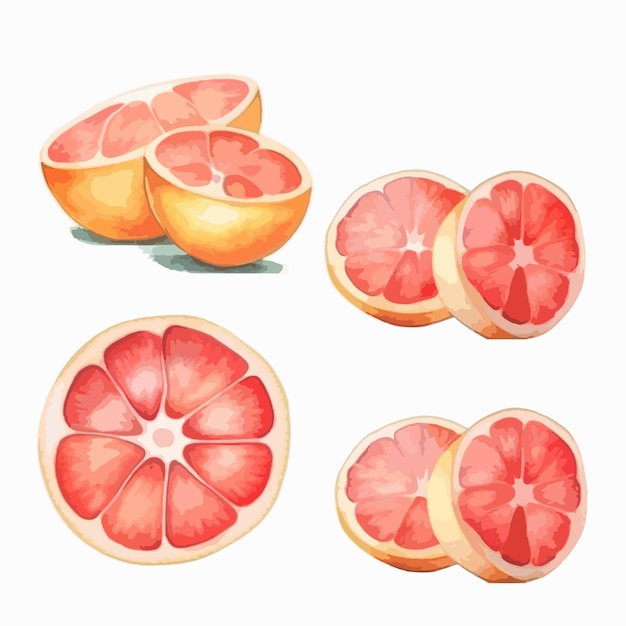 Ilustração de toranja em aquarela