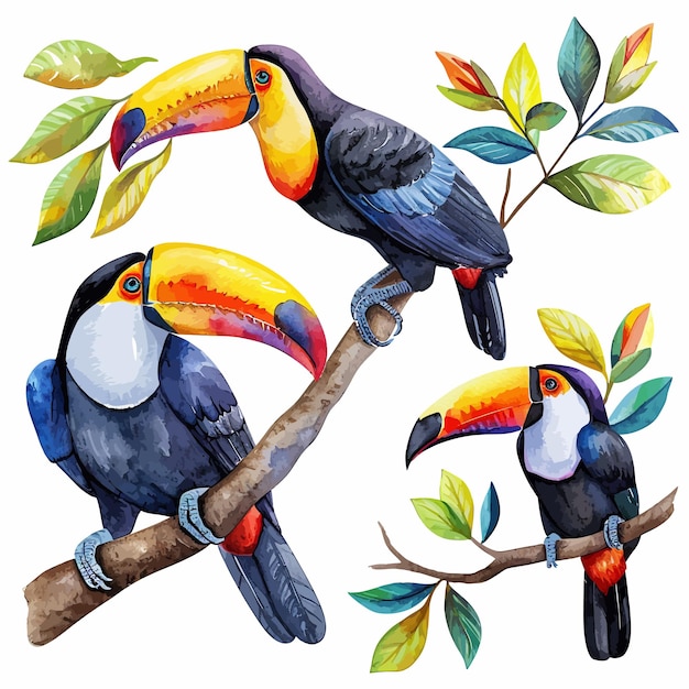 Vetor ilustração de tucano