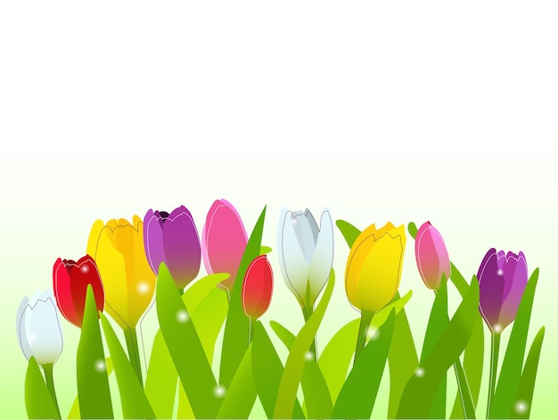 Ilustração de tulipas multicoloridas Cama de jardim Primavera