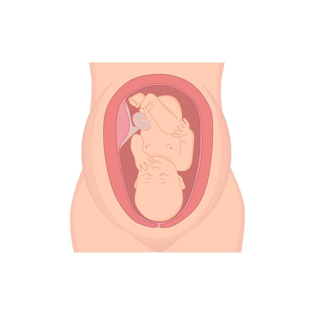 Vetor ilustração de um bebê no útero grávida com silhueta de feto de mulher grávida