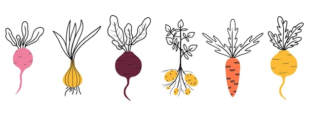 Ilustração de um vegetal de raiz cebola rabanete beterraba nabos cenouras batatas conjunto de legumes tipos de raiz ilustração vetorial em estilo doodle ilustração vetorial