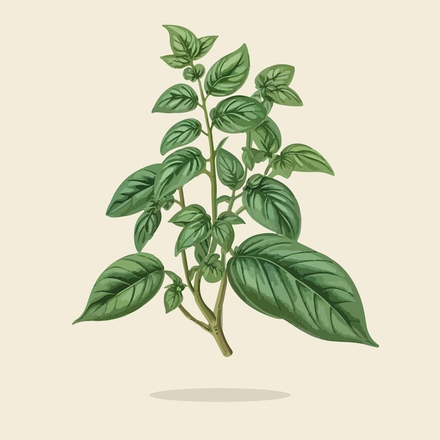 ilustração de um vegetal vintage Basil Leaf03