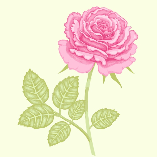 Vetor ilustração de uma rosa, isolada no fundo branco.