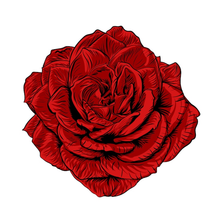 Vetor ilustração de uma rosa vermelha