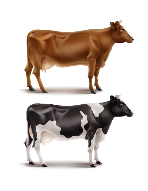 Vetor ilustração de vacas pintadas de marrom, preto e branco realistas