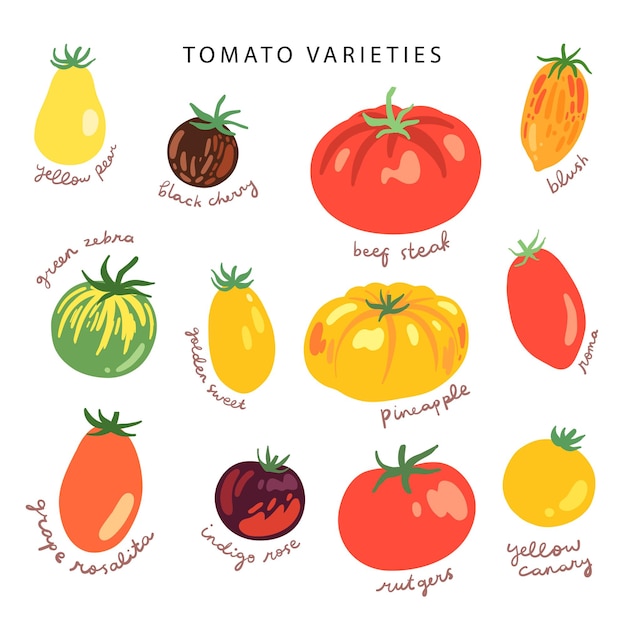 Ilustração de variedades de tomate popular desenhada à mão