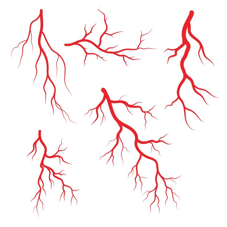Vetor ilustração de veias e artérias humanas
