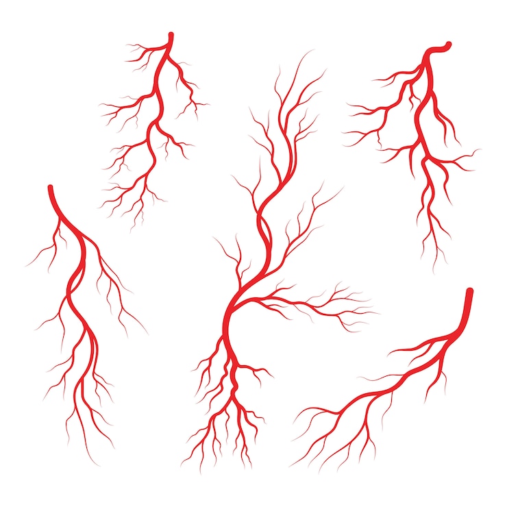 Vetor ilustração de veias e artérias humanas
