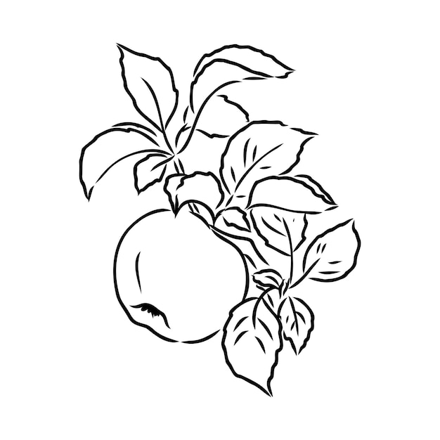 Ilustração de vetor de frutas de maçã ilustração de gravura de esboço desenhado à mão de alimentos orgânicos gravados maçã branca preta isolada no fundo branco