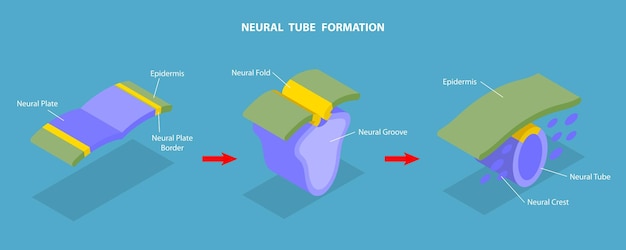 Ilustração de vetor plano isométrico 3D da formação do tubo neural