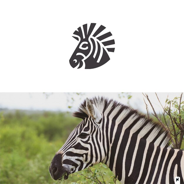 Vetor ilustração de zebra