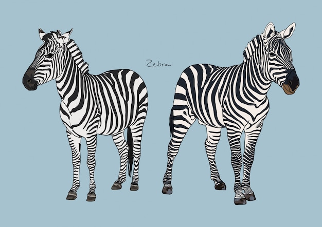 Ilustração de zebra