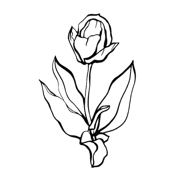 Ilustração desenhada à mão da flor da tulipa