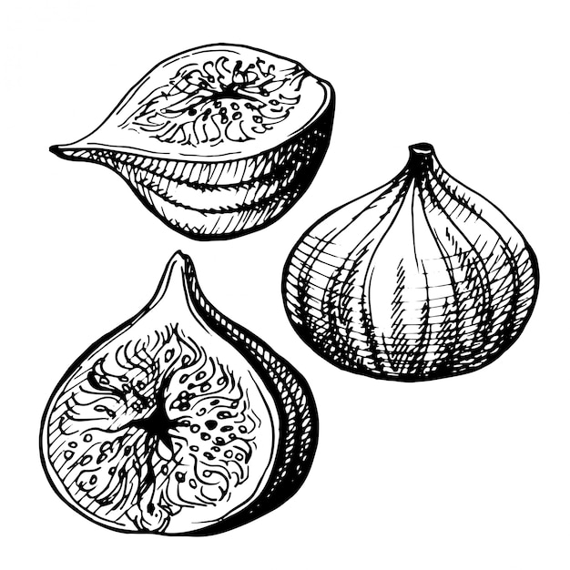 Ilustração desenhada à mão das figs.