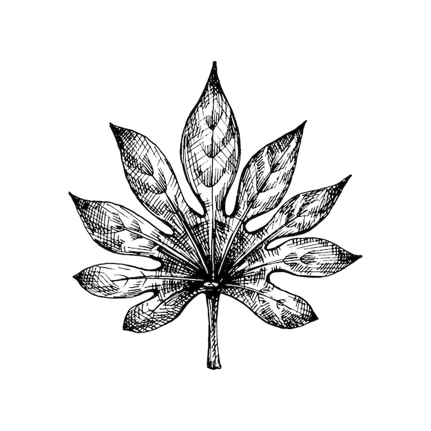 Vetor ilustração desenhada à mão de fatsia japonica fresca, folha vintage, incubante vetorial preta isolada em branco