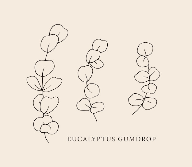 Ilustração desenhada à mão de gumdrop de eucalipto