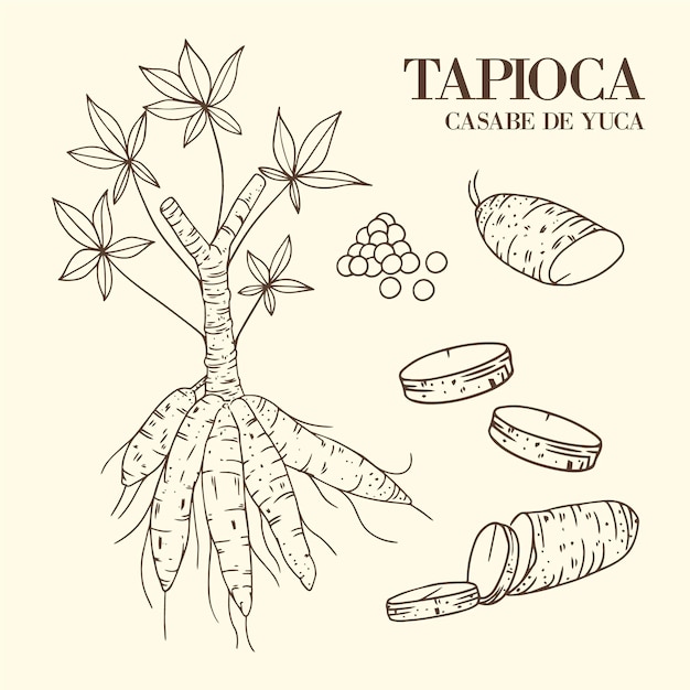 Vetor ilustração desenhada à mão de tapioca