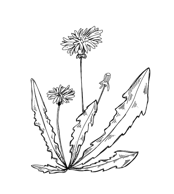 Ilustração desenhada à mão dente-de-leão esboço vetorial botânico flor doodle gráfico de flor daisy tinta de plantas