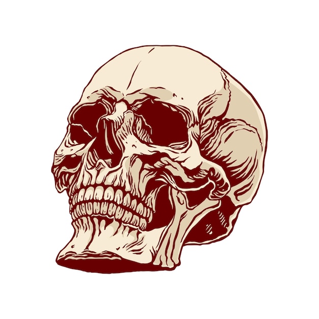 Ilustração desenhada à mão do crânio humano de anatomia com mandíbula inferior