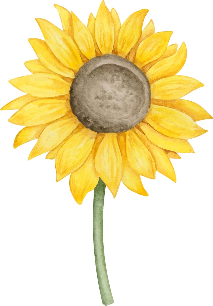 Vetor ilustração desenhada à mão em aquarela de girassol clipart botânico