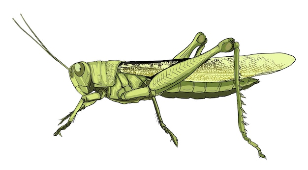 Ilustração detalhada da anatomia do gafanhoto